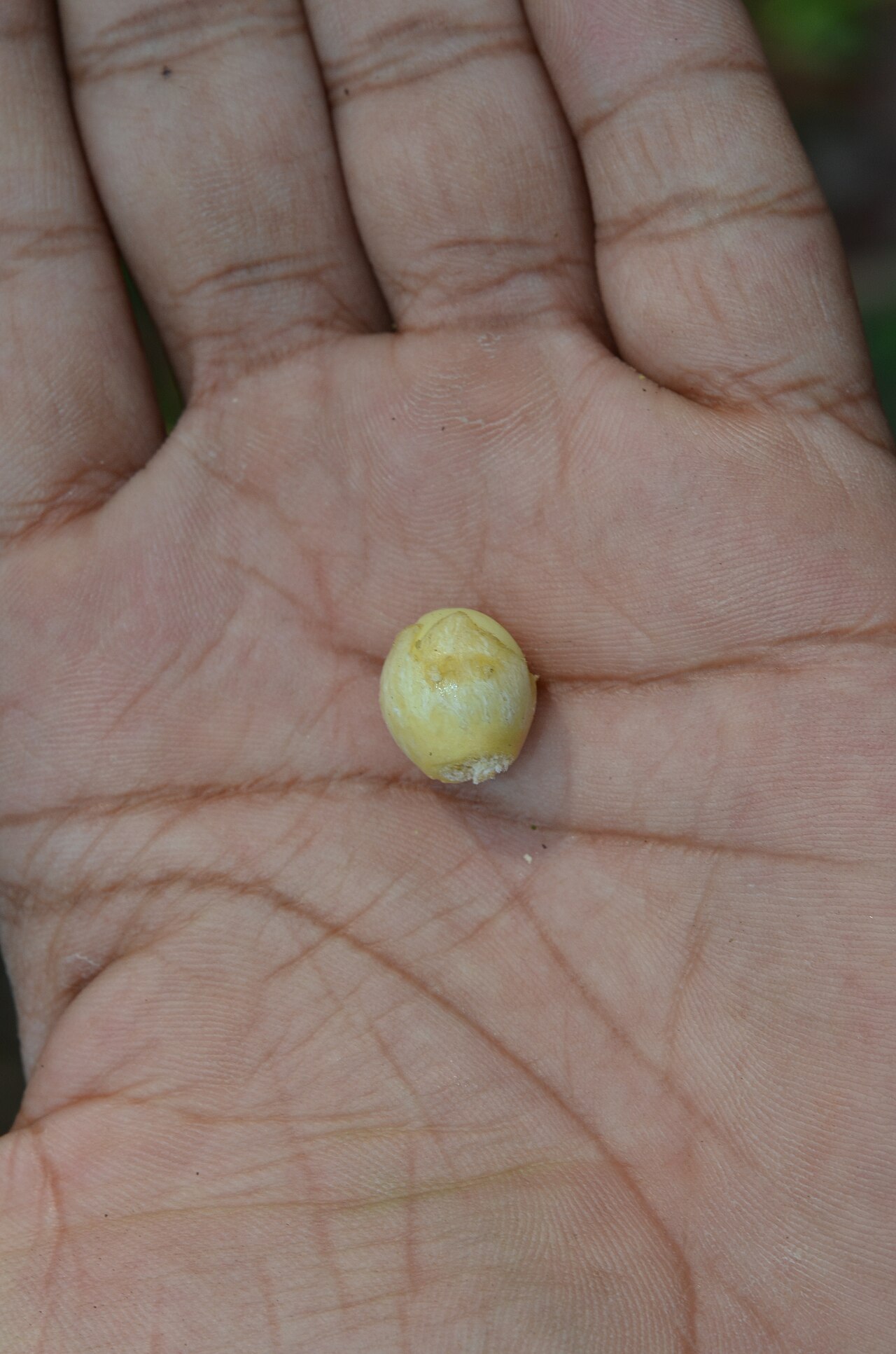 Poeciloneuron indicum: Monotypic genus.