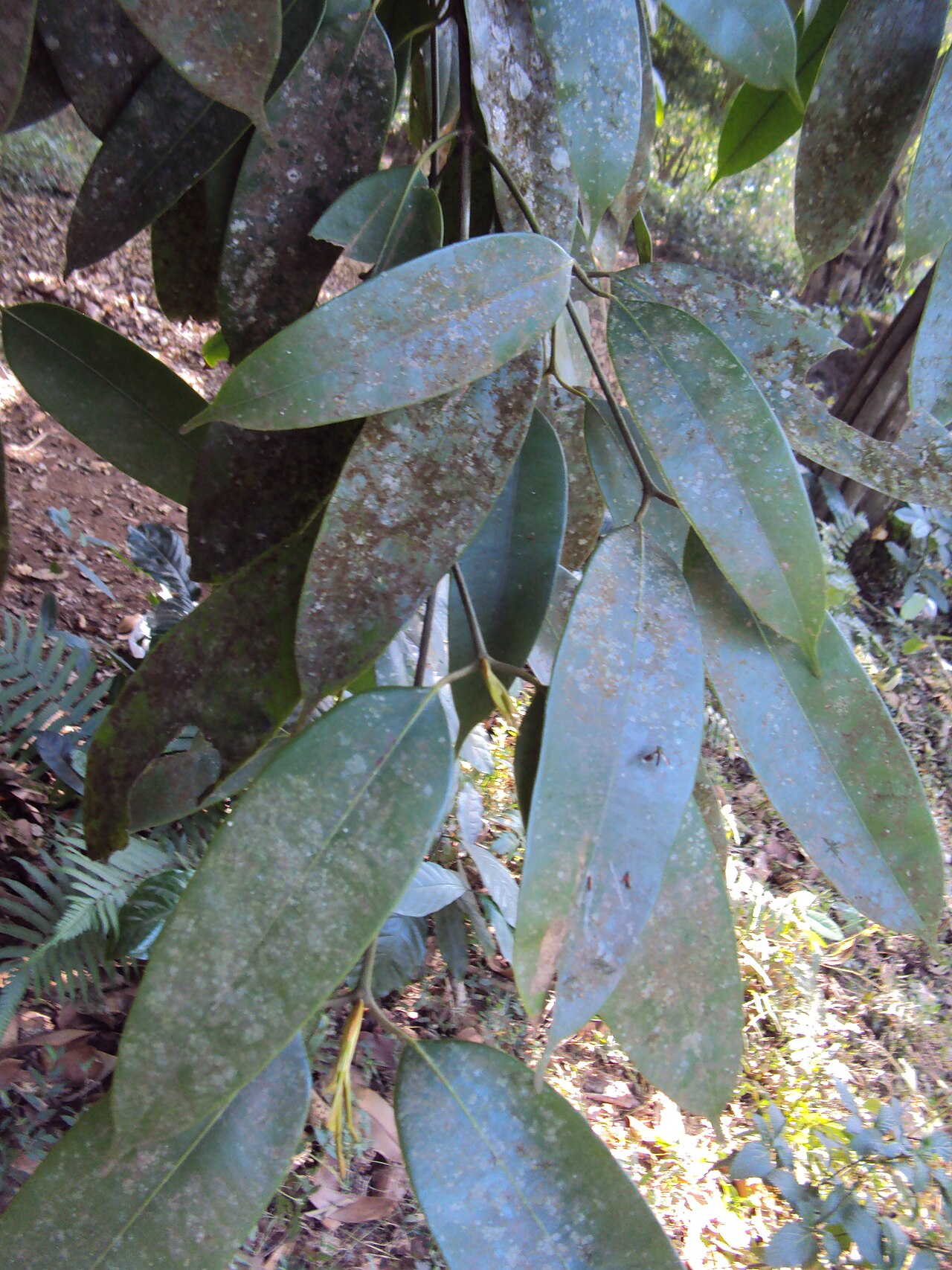 Poeciloneuron indicum: Photos from Periya and Peravoor