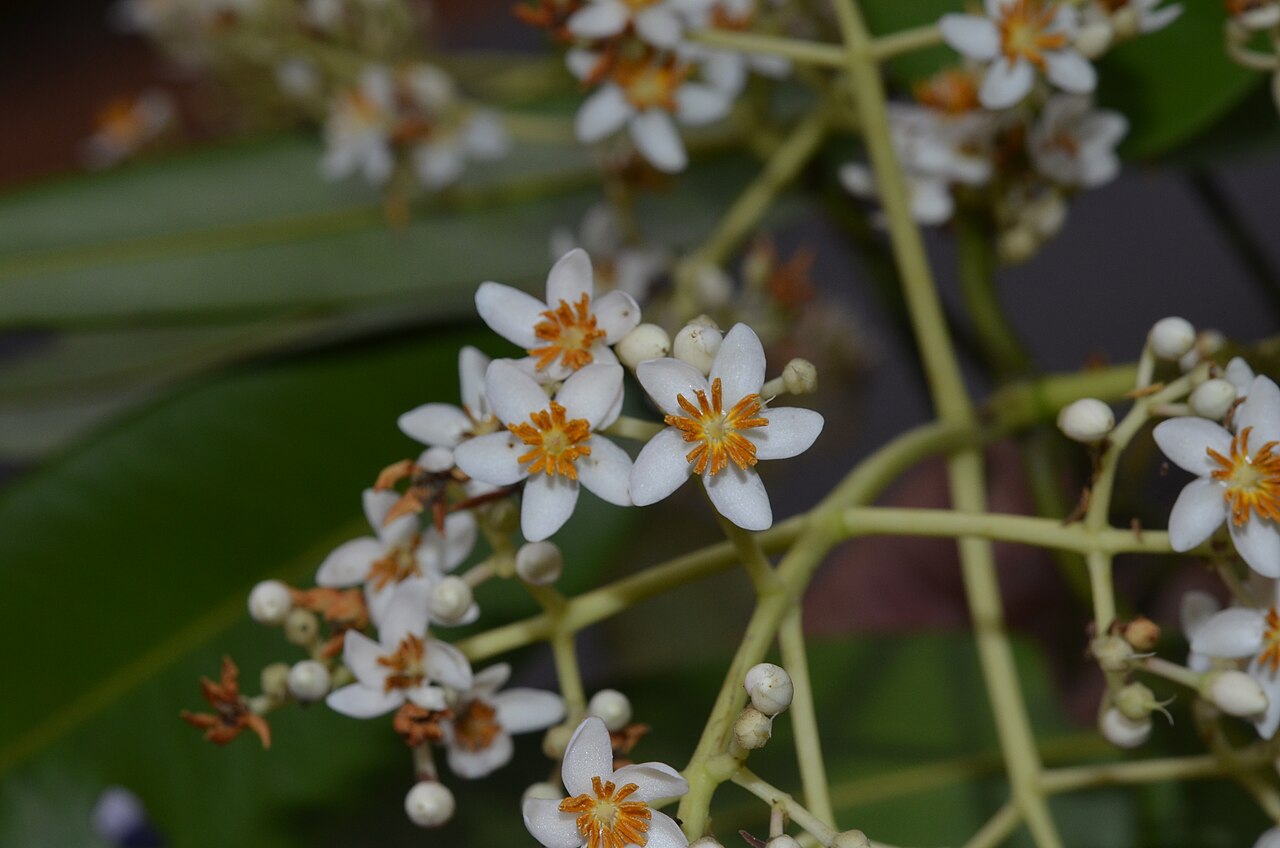 Poeciloneuron indicum: Monotypic genus.