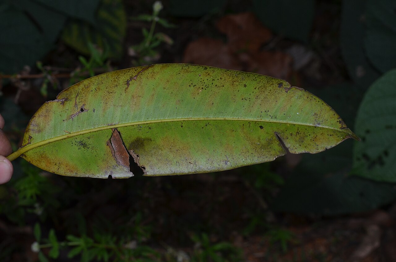 Poeciloneuron indicum: Monotypic genus.