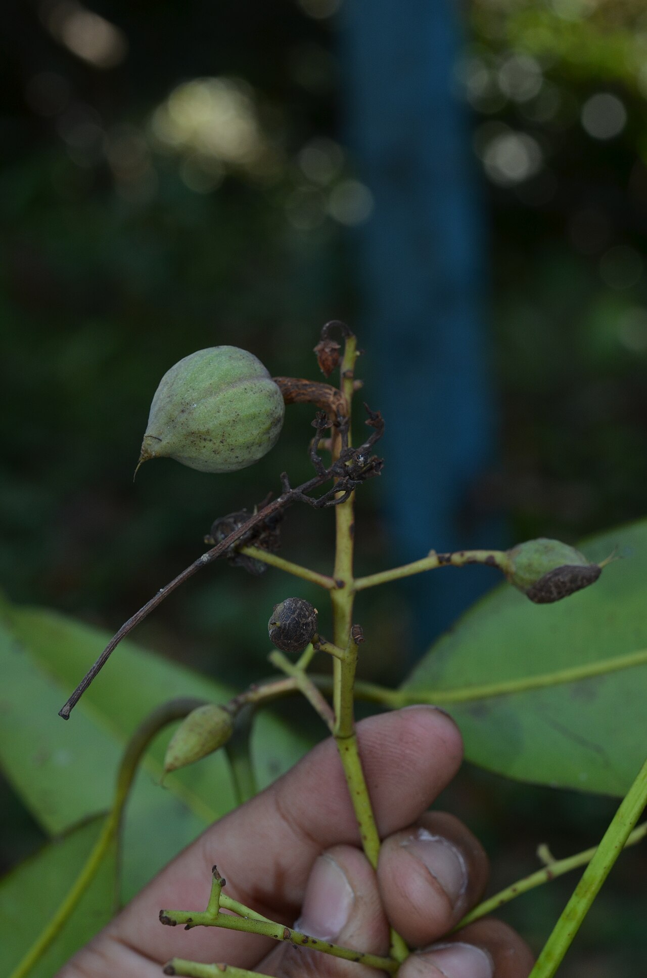 Poeciloneuron indicum: Monotypic genus.