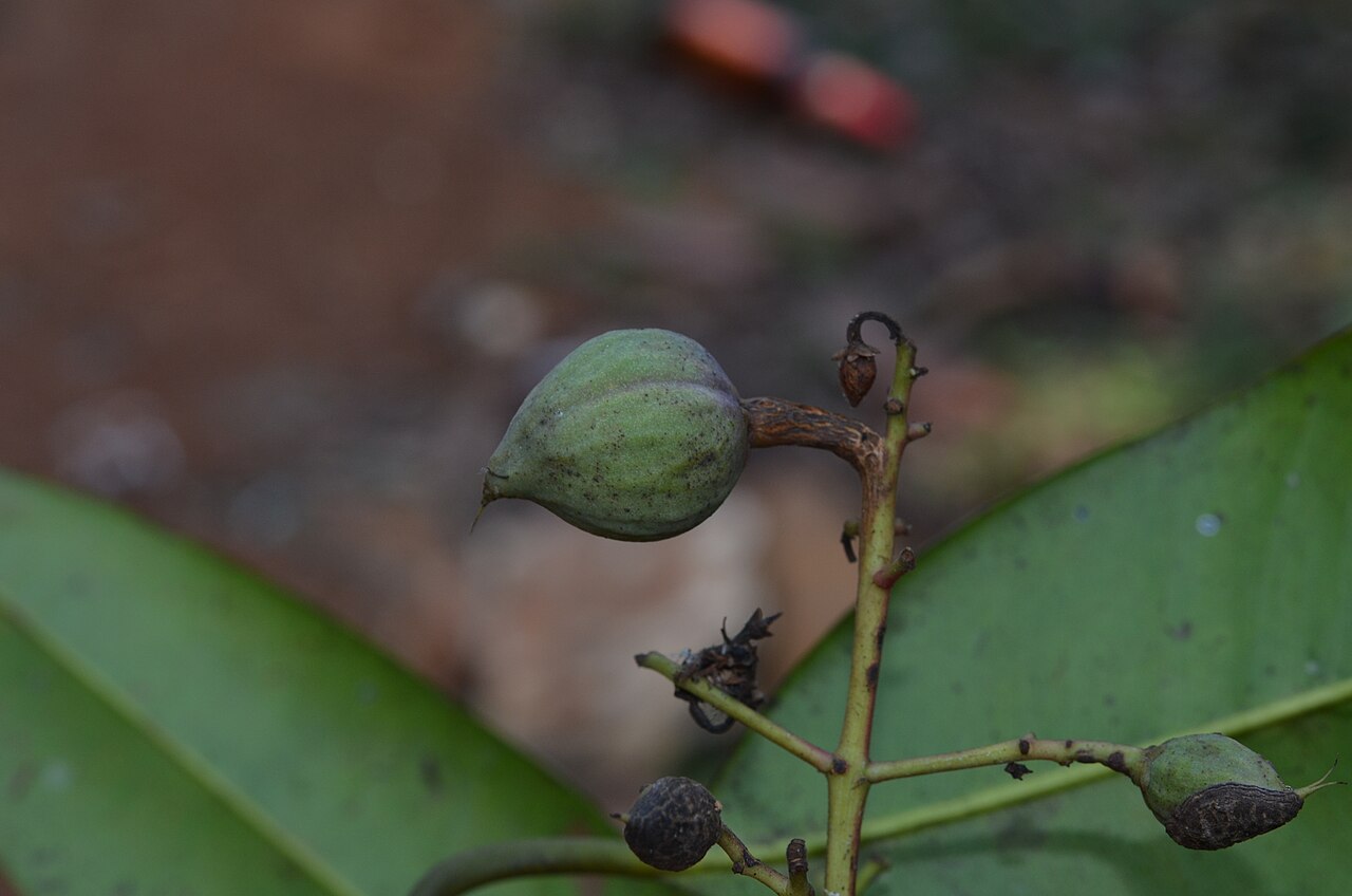 Poeciloneuron indicum: Monotypic genus.