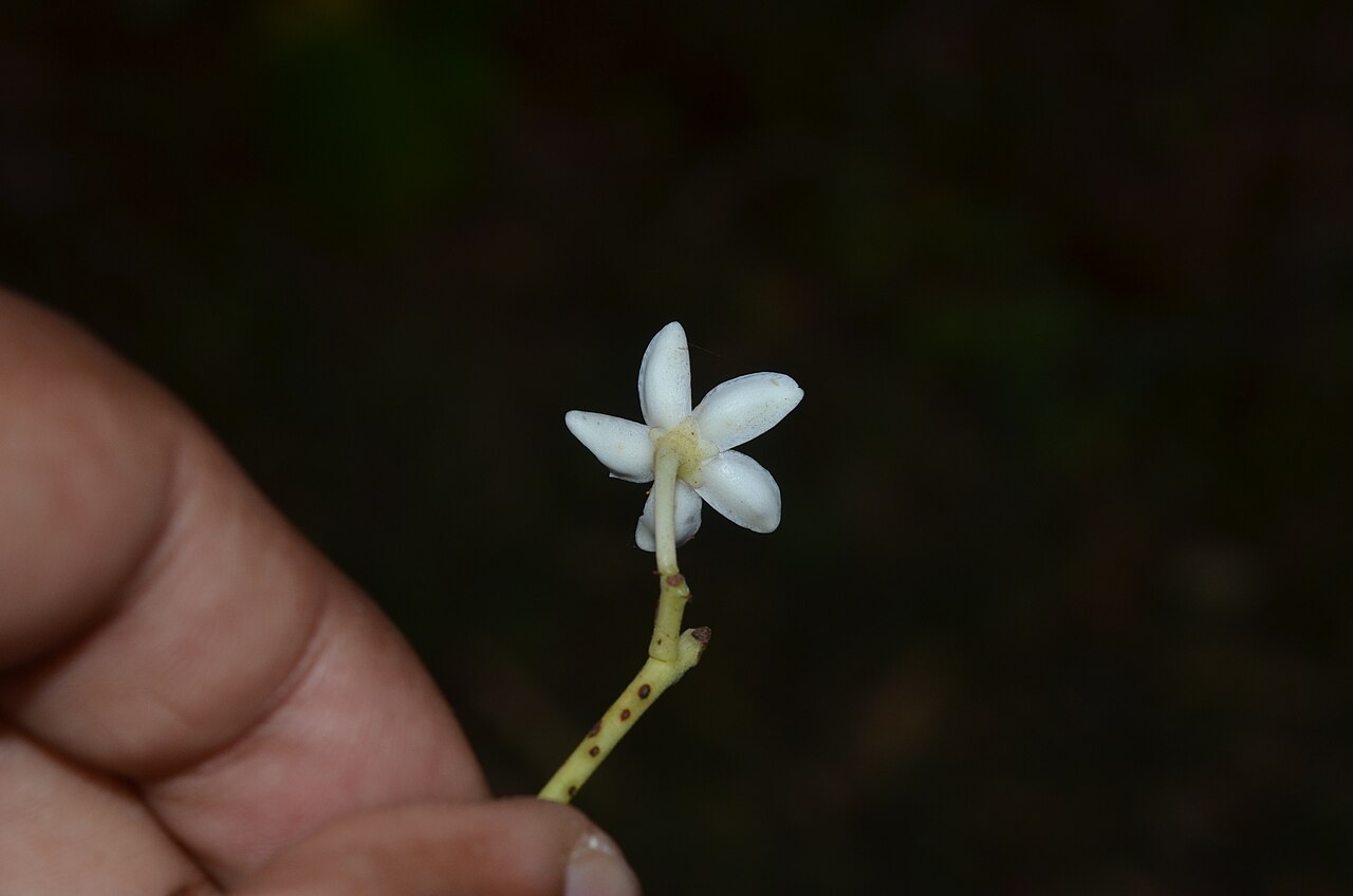 Poeciloneuron indicum: Monotypic genus.