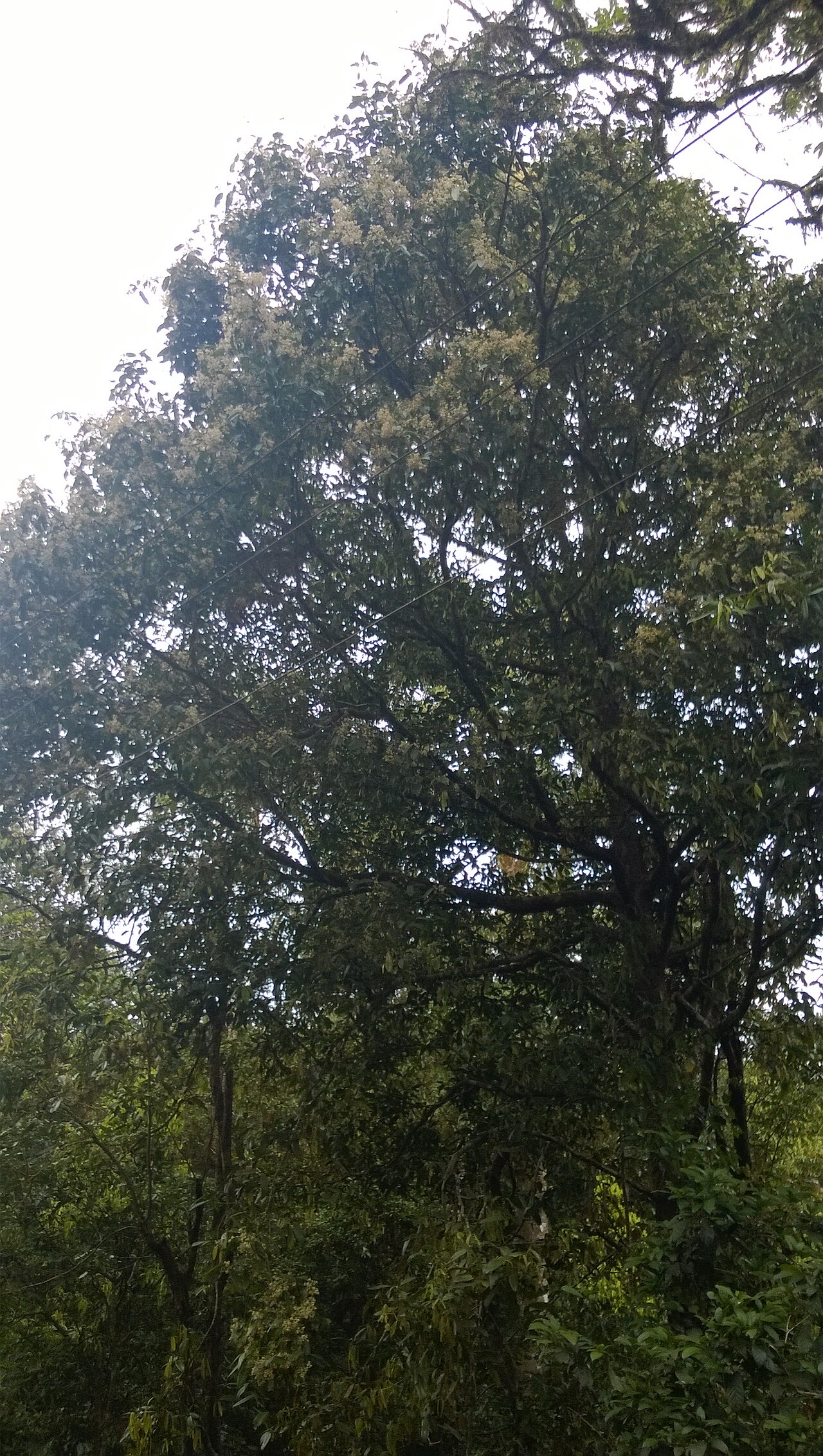 Poeciloneuron indicum: Monotypic genus.