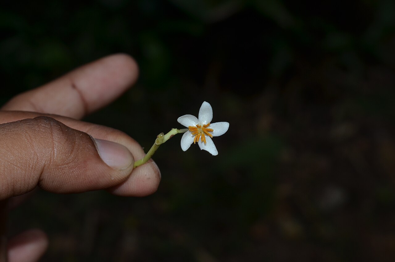 Poeciloneuron indicum: Monotypic genus.