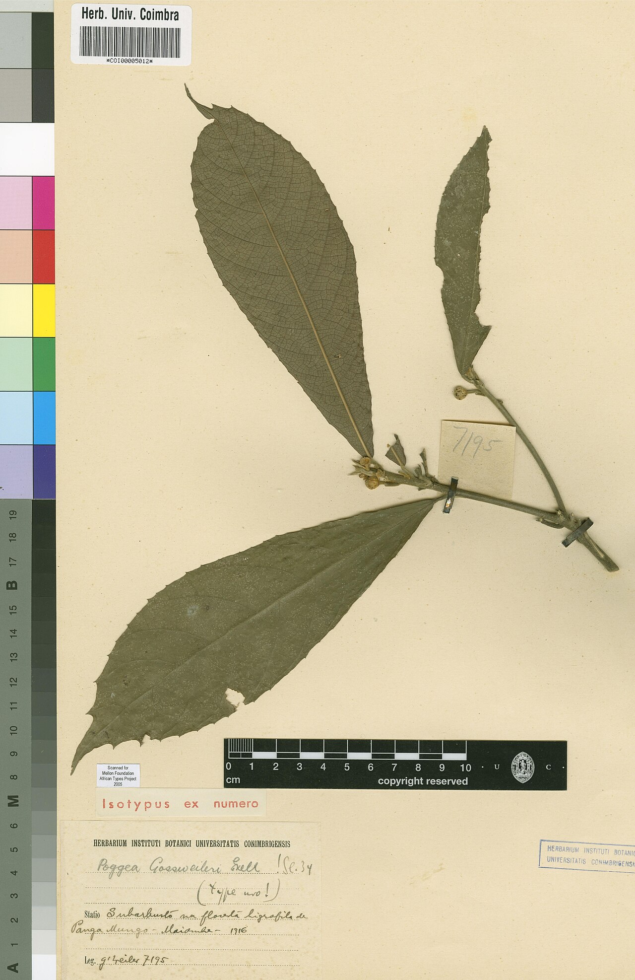 Poggea gossweileri: Photograph of Isotype of Poggea gossweileri at Herbarium of the University of Coimbra, Portugal (COI). Specimen COI00005012. http://coicatalogue.uc.pt/specimen/