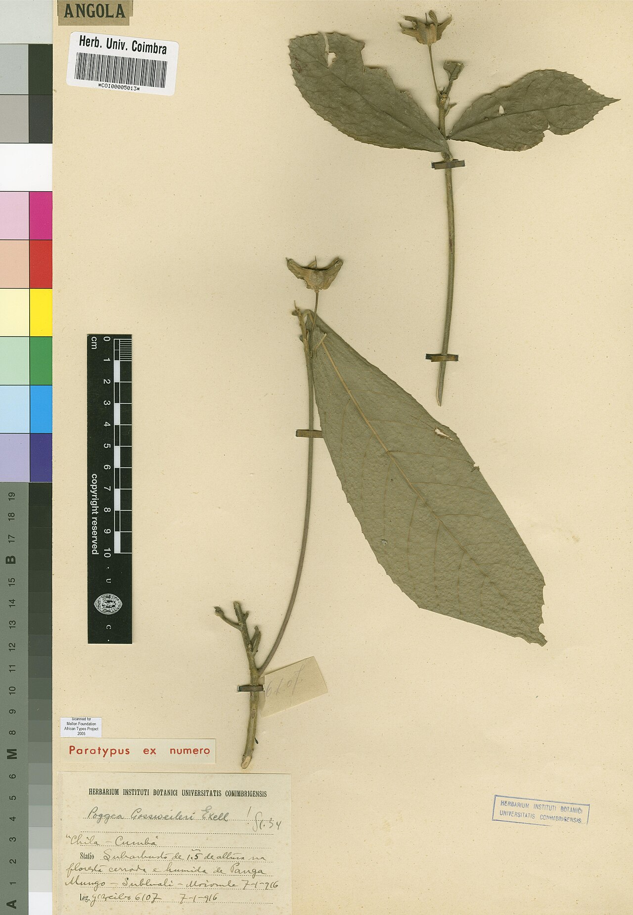 Poggea gossweileri: Photograph of Paratype of Poggea gossweileri at Herbarium of the University of Coimbra, Portugal (COI). Specimen COI00005013. http://coicatalogue.uc.pt/specimen
