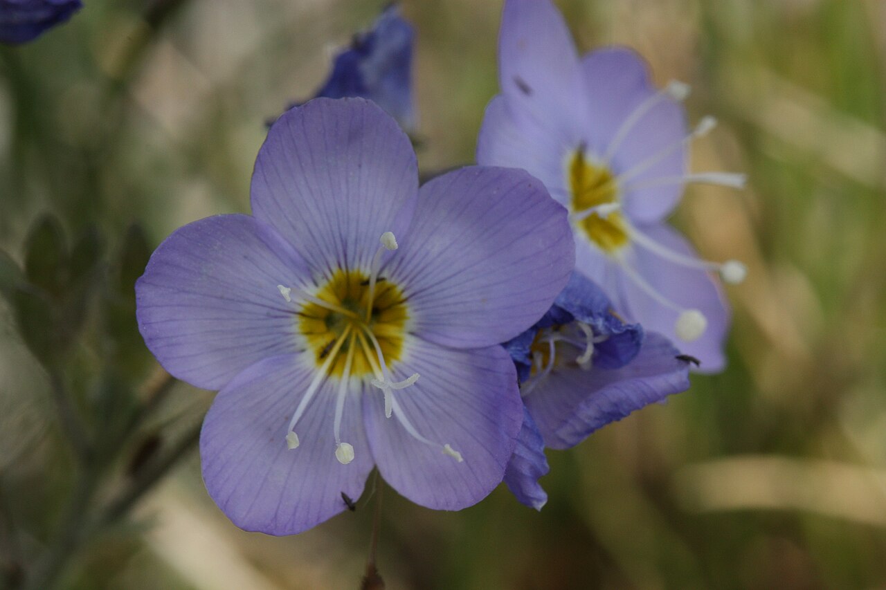 Northern Jacob's-ladder: Northern Jacob's-ladder, Boreal Jacobs-ladder