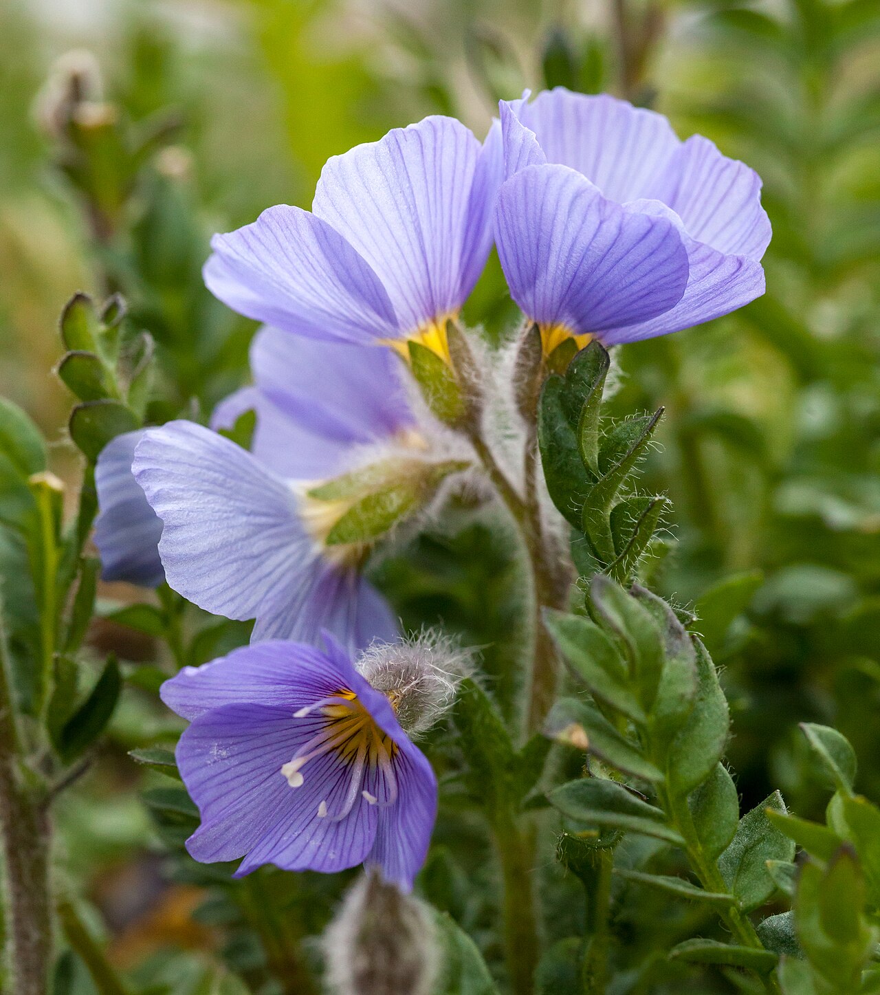 Northern Jacob's-ladder: The northern Jacob's ladder blossoms in early summer on Spitsbergen. It is a rather rare plant and only grows in a few places at the inner fjords of west Spitsb
