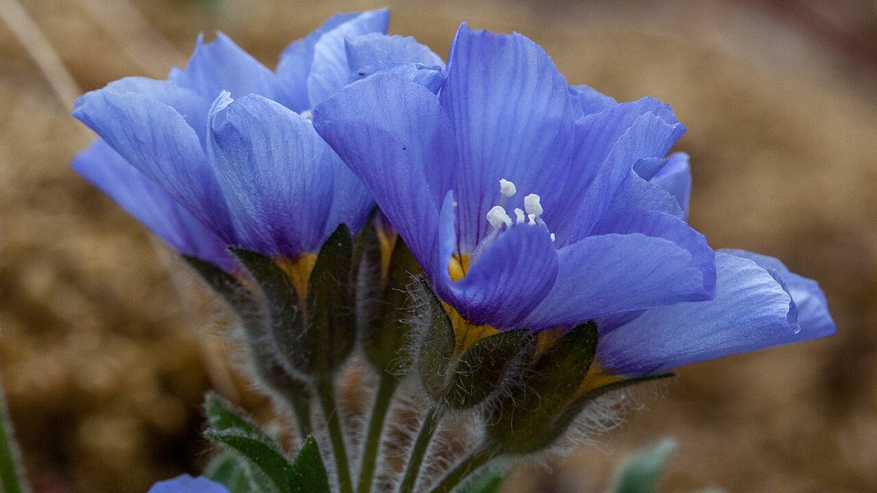 Northern Jacob's-ladder: The northern Jacob's ladder blossoms in early summer on Spitsbergen. It is a rather rare plant and only grows in a few places at the inner fjords of west Spitsb