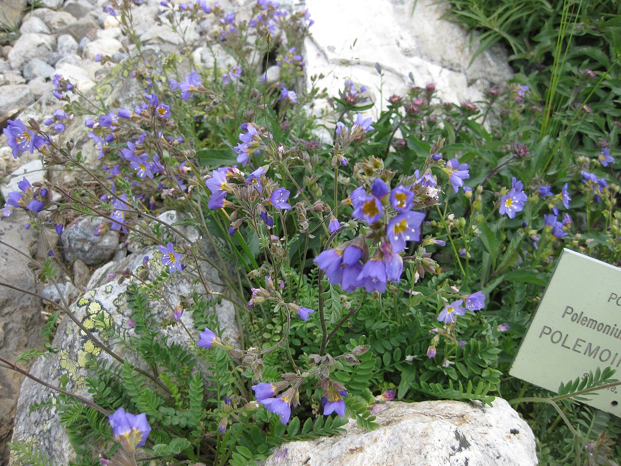 Northern Jacob's-ladder: Polemonium boreale in the Jardin Botanique Alpin du Lautaret