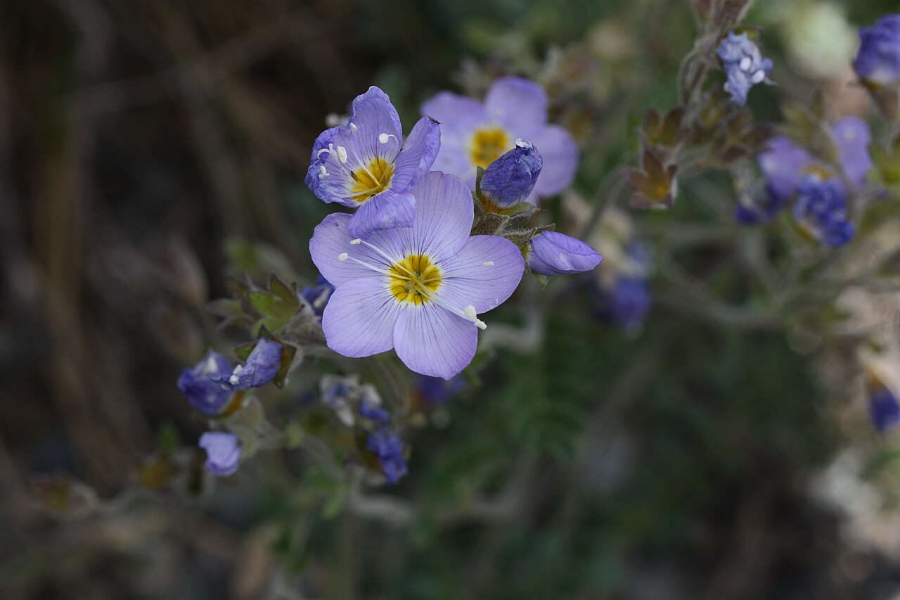Northern Jacob's-ladder: Northern Jacob's-ladder, Boreal Jacobs-ladder