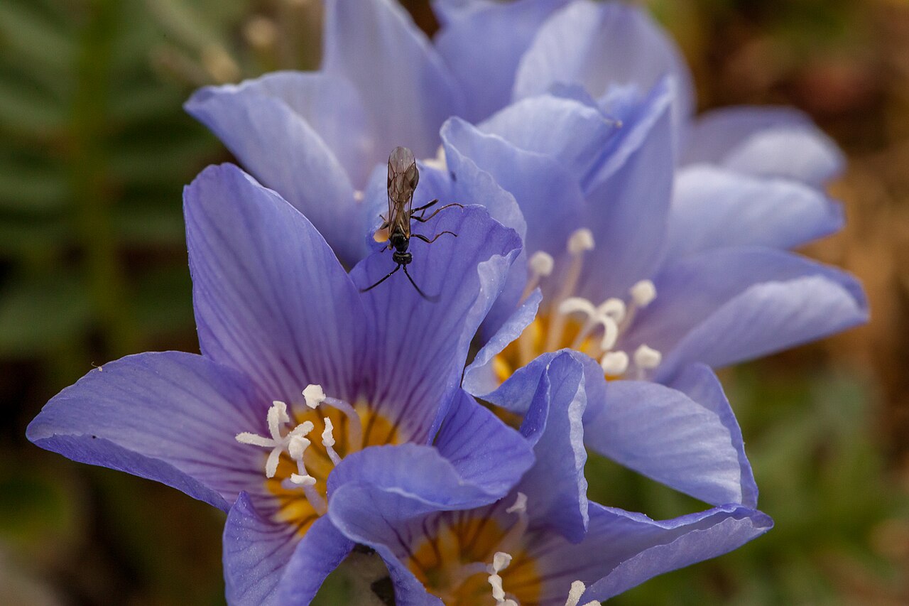 Northern Jacob's-ladder: The northern Jacob's ladder blossoms in early summer on Spitsbergen. It is a rather rare plant and only grows in a few places at the inner fjords of west Spitsb