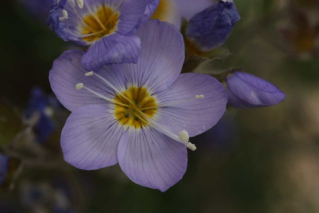 Northern Jacob's-ladder: Northern Jacob's-ladder, Boreal Jacobs-ladder