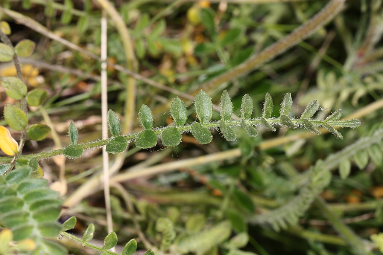 Northern Jacob's-ladder: Northern Jacob's-ladder, Boreal Jacobs-ladder