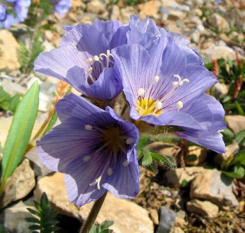 Northern Jacob's-ladder (Polemonium boreale)