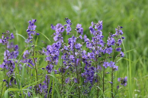 Jacob's ladder (Polemonium caeruleum)