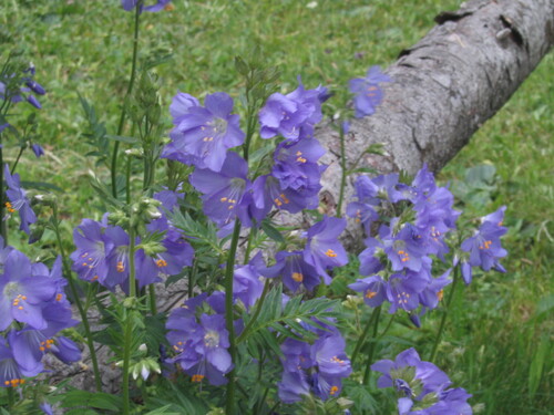 Jacob's ladder (Polemonium caeruleum)