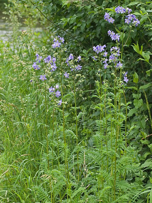 Jacob's ladder: Polemonium caeruleum; Picture taken near Dietfurt/Bavaria