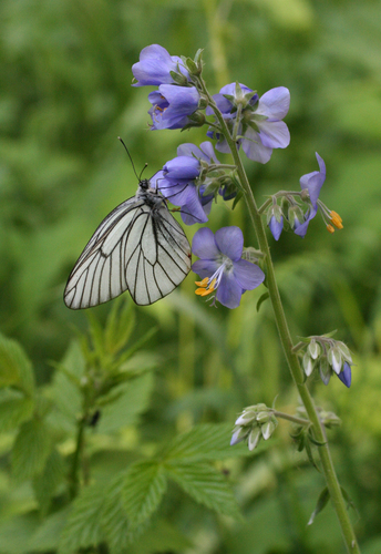 Jacob's ladder (Polemonium caeruleum)