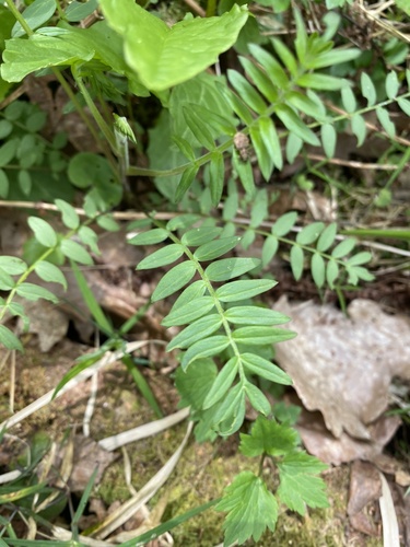 Jacob's ladder (Polemonium caeruleum)