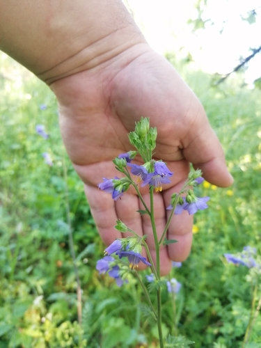 Jacob's ladder (Polemonium caeruleum)