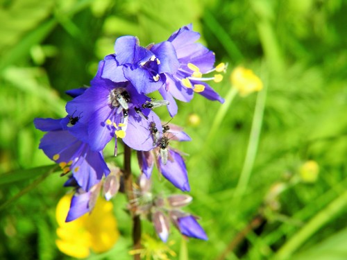 Jacob's ladder (Polemonium caeruleum)