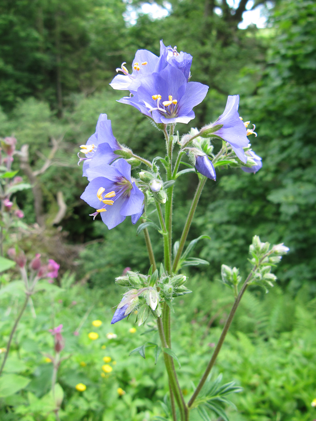 Jacob's ladder: An attractive flowering plant growing in damp woodland.