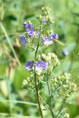 Jacob's ladder (Polemonium caeruleum)