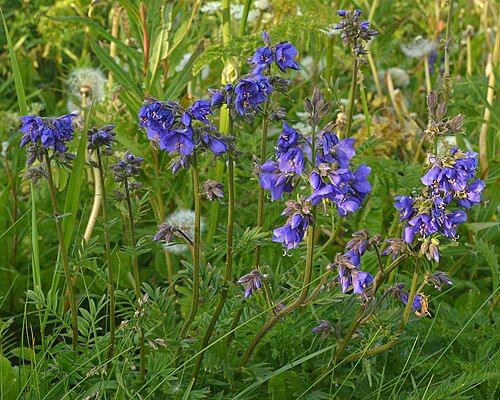 Jacob's ladder: Blue Jacob's Ladder (Fjellflokk) ( Polemonium caeruleum ) in Andøy, Norway.