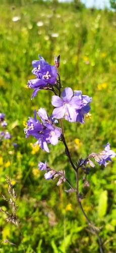 Jacob's ladder (Polemonium caeruleum)