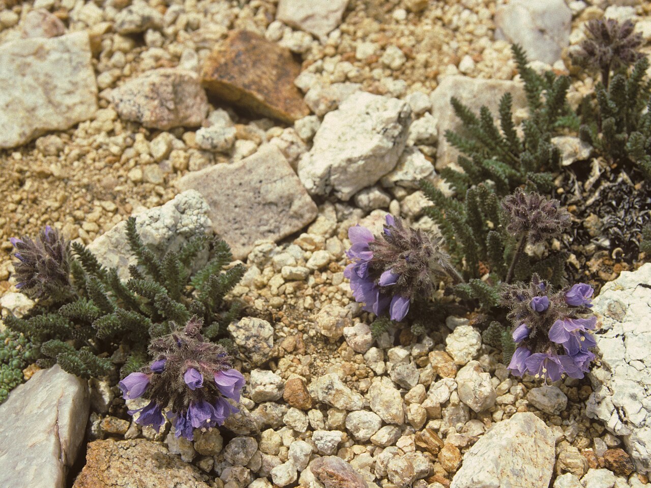 Mason's Jacob's-ladder: White Mountain sky pilot, Polemonium chartaceum, Pellisier Flat, elevation 4080 m (13385 ft), 15 July 1990. From Kodachrome-64 color transparency film exposed w