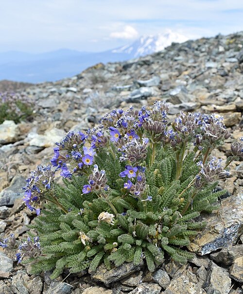 Mount eddy Jacob's-ladder: Polemonium eddyense growing on serpentine rocks on Mount Eddy, California.