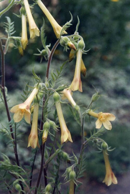 Fewflower Jacob's-ladder: Polemonium pauciflorum