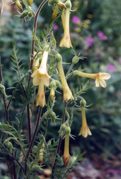 Fewflower Jacob's-ladder: Polemonium pauciflorum