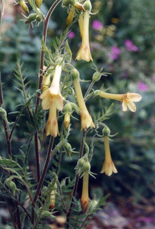 Fewflower Jacob's-ladder: Polemonium pauciflorum
