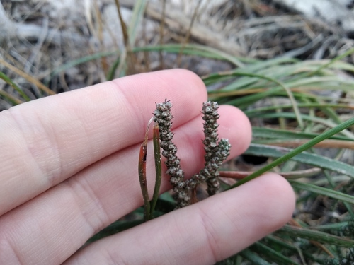 Polpoda capensis (Polpoda capensis)