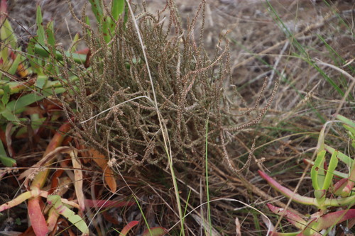 Polpoda capensis (Polpoda capensis)