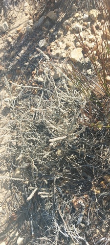 Polpoda capensis (Polpoda capensis)