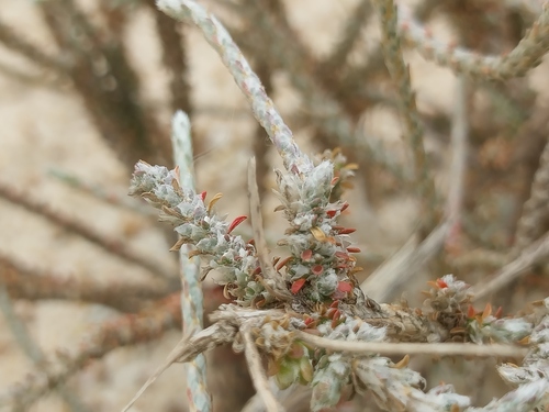 Polpoda capensis (Polpoda capensis)