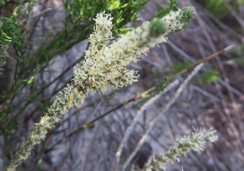 Polpoda capensis (Polpoda capensis)