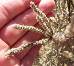 Polpoda capensis (Polpoda capensis)