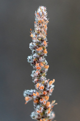 Polpoda capensis (Polpoda capensis)