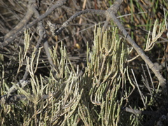 Polpoda capensis (Polpoda capensis)