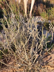 Polpoda capensis (Polpoda capensis)