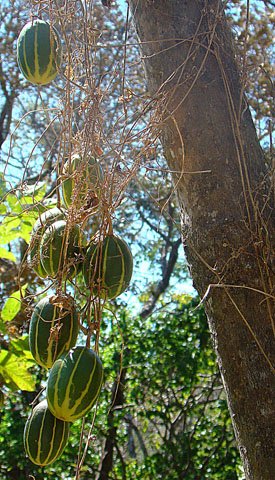 Polyclathra cucumerina: Dick Culbert: Polyclathra cucumerina hanging out in Nicaragua. Known as Calabaza Sylvestre, it is said to be vaguely edible, but very bitter. It has become some