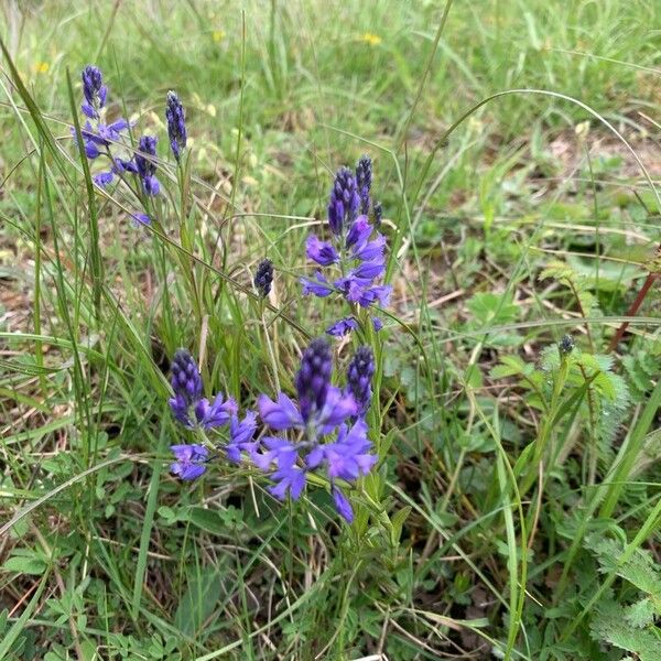 Polygala alpestris (Polygala alpestris)