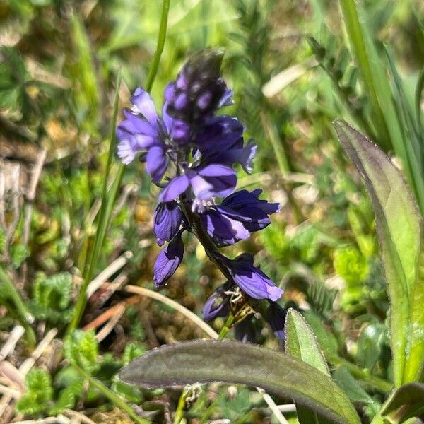Polygala alpestris (Polygala alpestris)