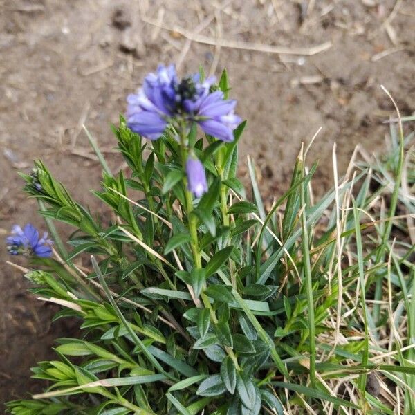 Polygala alpestris (Polygala alpestris)