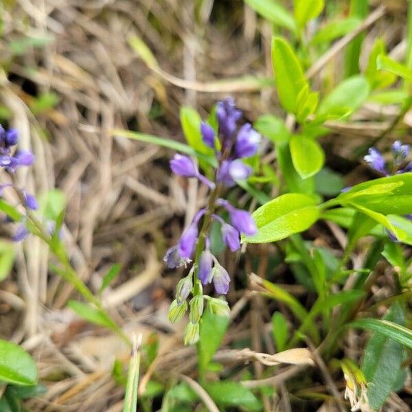 Polygala alpestris (Polygala alpestris)